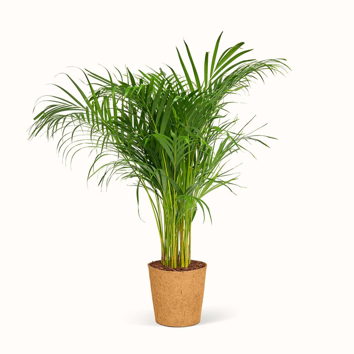 Dypsis Lutescens - Guldpalme - XXL (H:110 cm - Ø:24 cm)