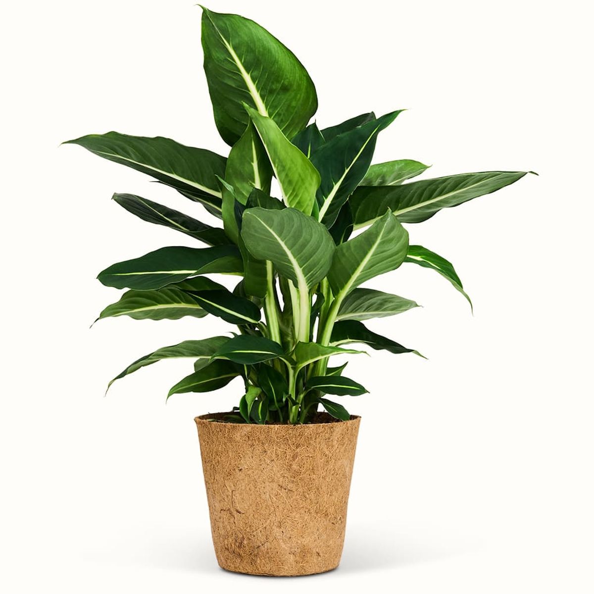 Dieffenbachia Green Magic - XL (H:40 cm - Ø:17 cm)