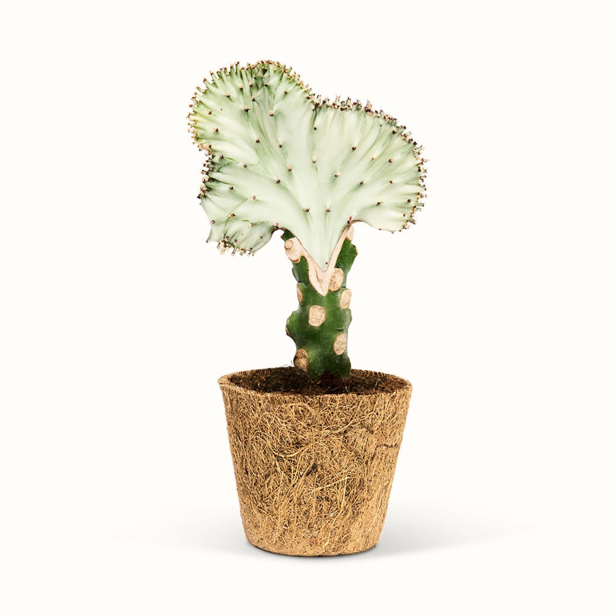 Euphorbia Lactea Koralkaktus - Mellem (H:20 cm - Ø:9 cm) / Hvid