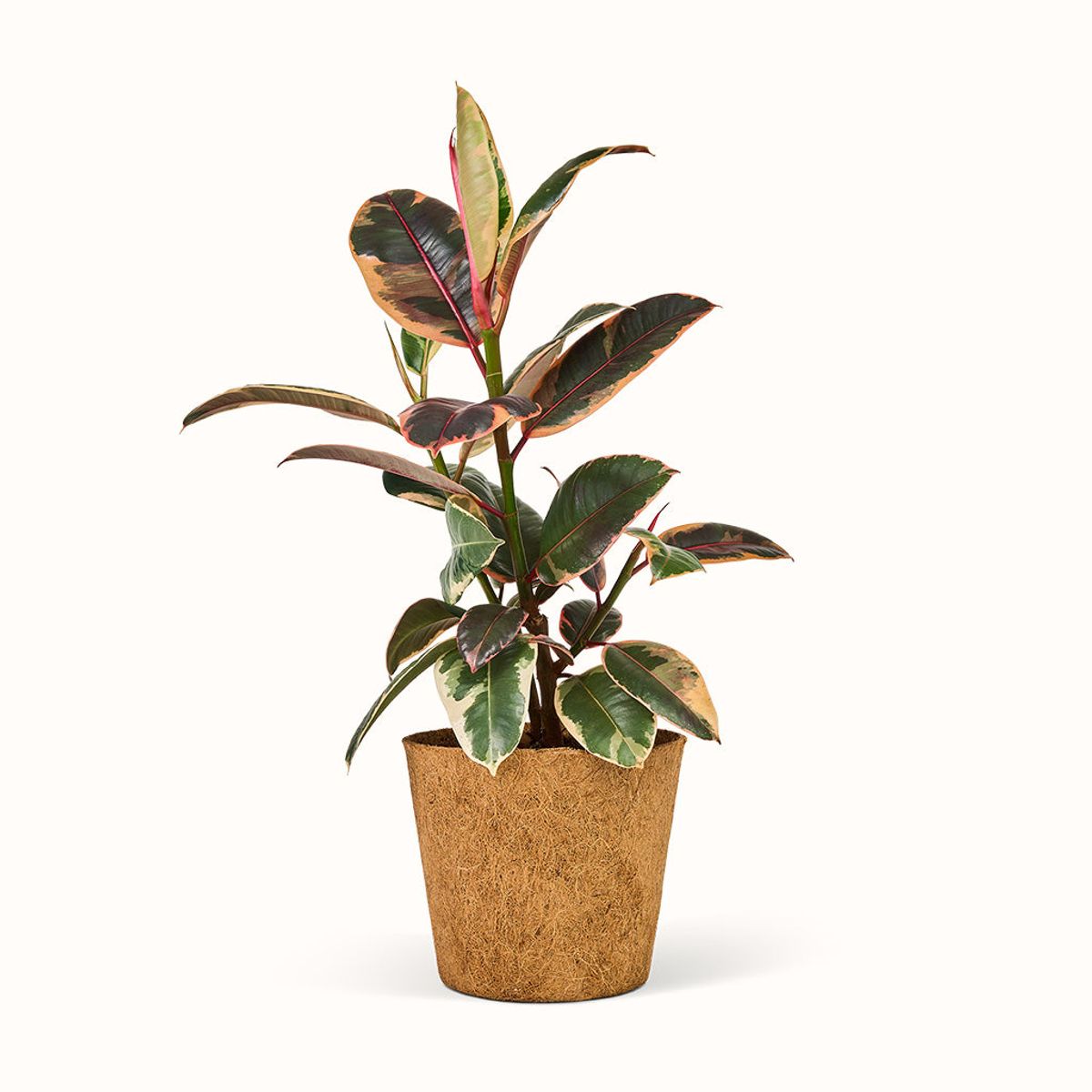 Ficus Elastica Belize - Gummitræ - Stor (H:25 cm - Ø:11 cm)