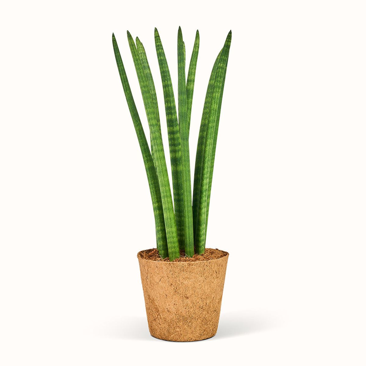 Sansevieria Cylindrica, Straight - African Spear - XL (H:60 CM - Ø:17 CM)