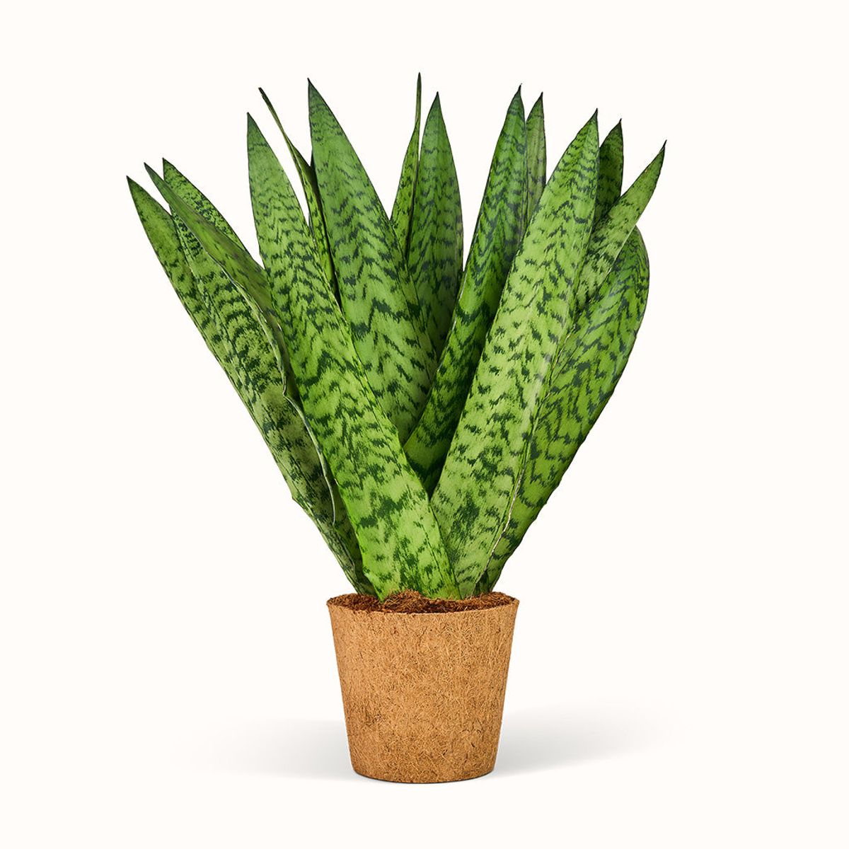 Sansevieria Zeylanica - Bajonetplante - Stor (H:35 cm - Ø:11 cm)