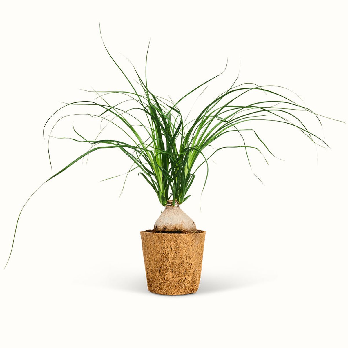 Beaucarnea Recurvata - Stor (H:30 cm - Ø:11 cm)