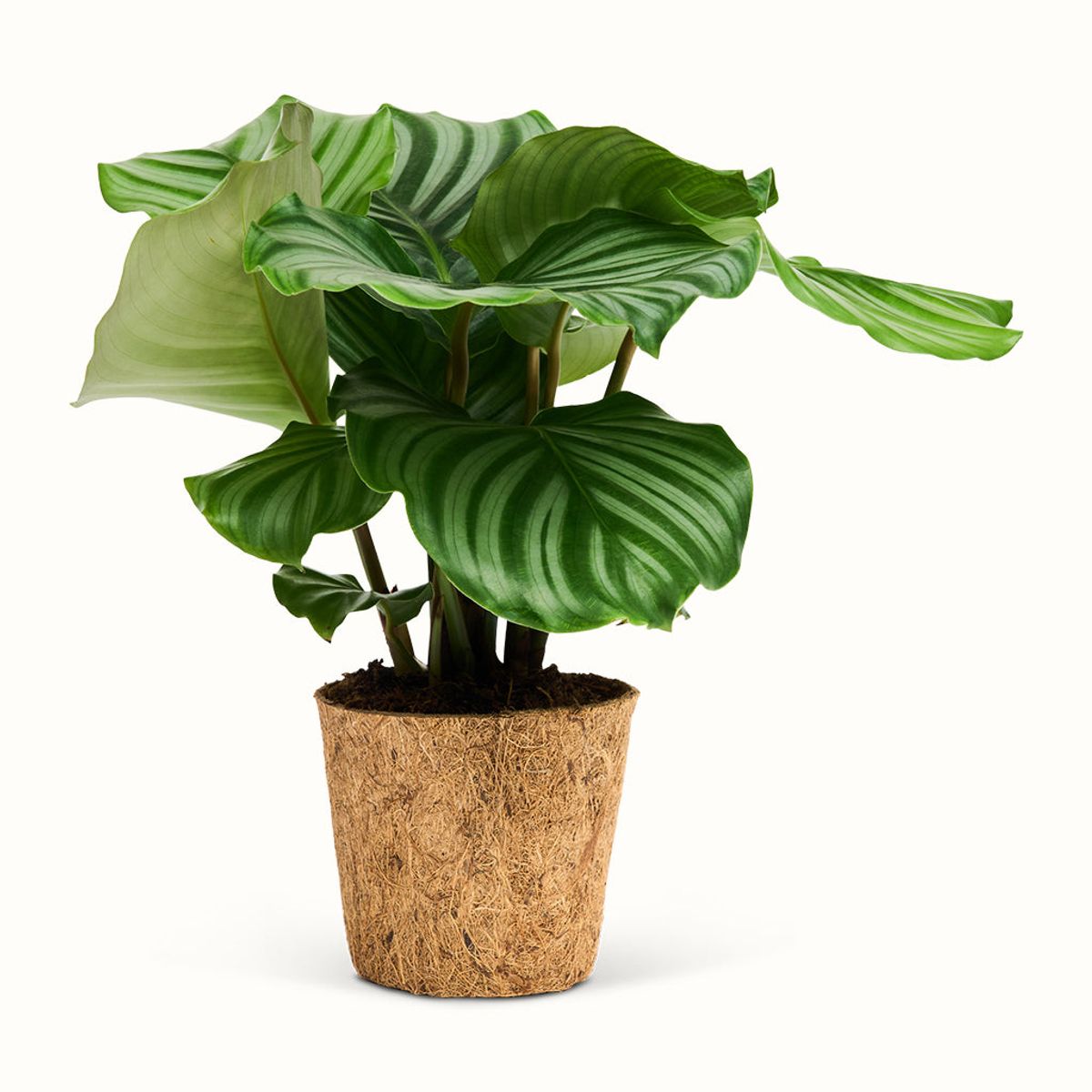 Calathea Orbifolia - Stor (H:25 cm - Ø:11 cm)