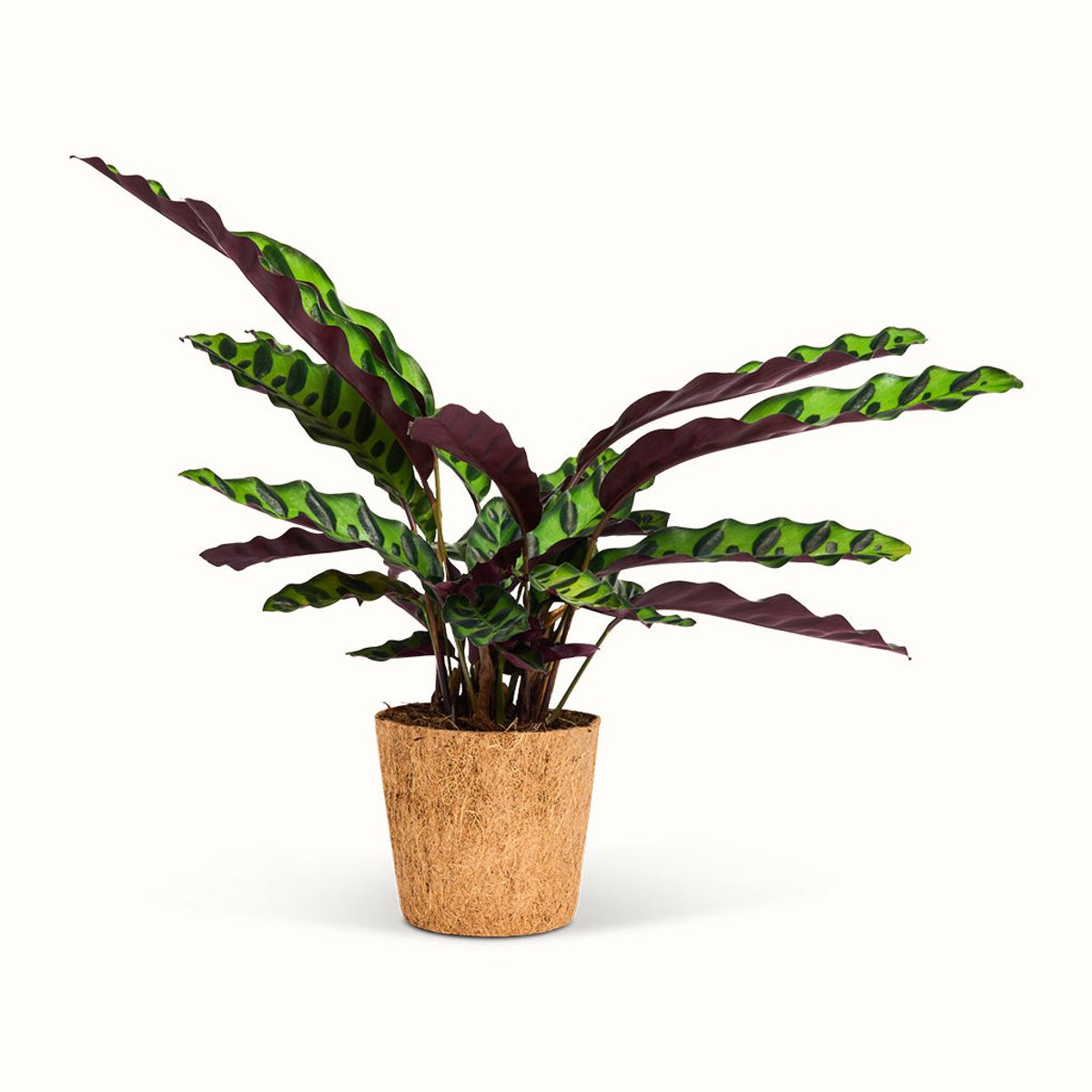 Calathea Insignis Klapperslangeplante - Stor (H:25 cm - Ø:11 cm)