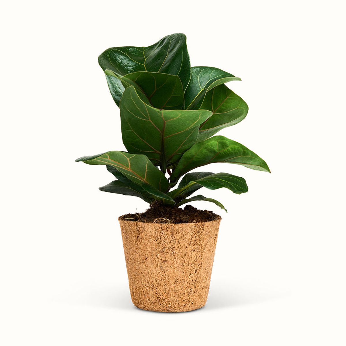 Ficus Lyrata - Violinfigen - Stor (H:25 cm - Ø:11 cm)