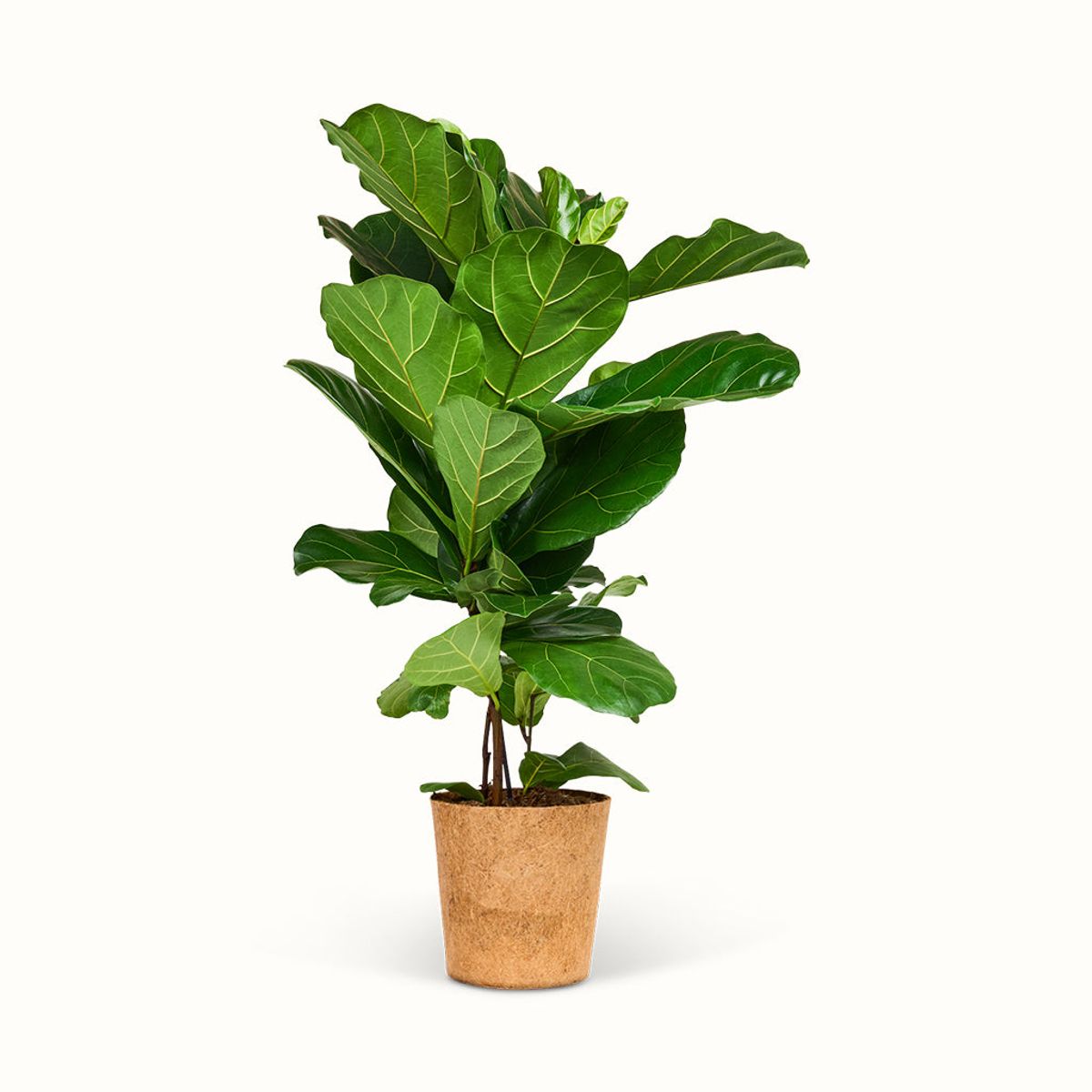 Ficus Lyrata - Violinfigen - XXL (H:90 cm - Ø:24 cm)