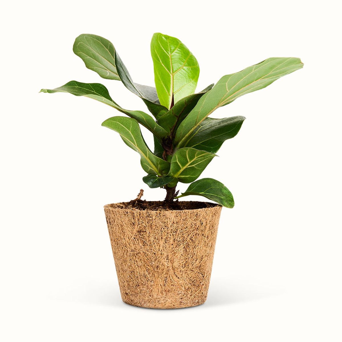 Ficus Lyrata - Violinfigen - Mellem (H:20 cm - Ø:9 cm)