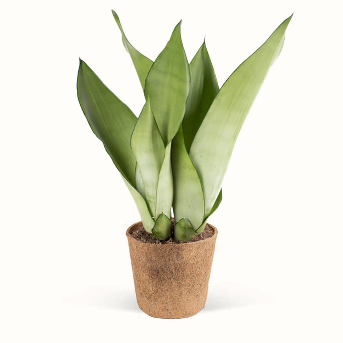 Sansevieria Moonshine Svigermors Skarpe Tunge - Stor (H:30 cm - Ø:11 cm)