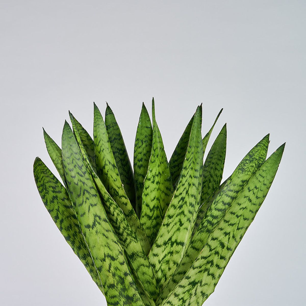 Sansevieria Zeylanica - Bajonetplante - Mellem (H:25 cm - Ø:9 cm)