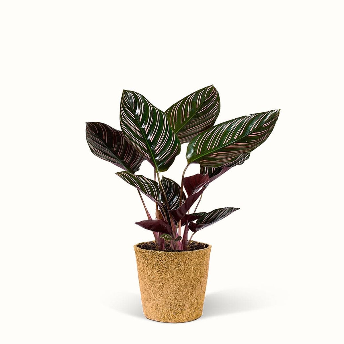 Calathea Sanderiana Påfugle planten - Stor (H:25 cm - Ø:11 cm)