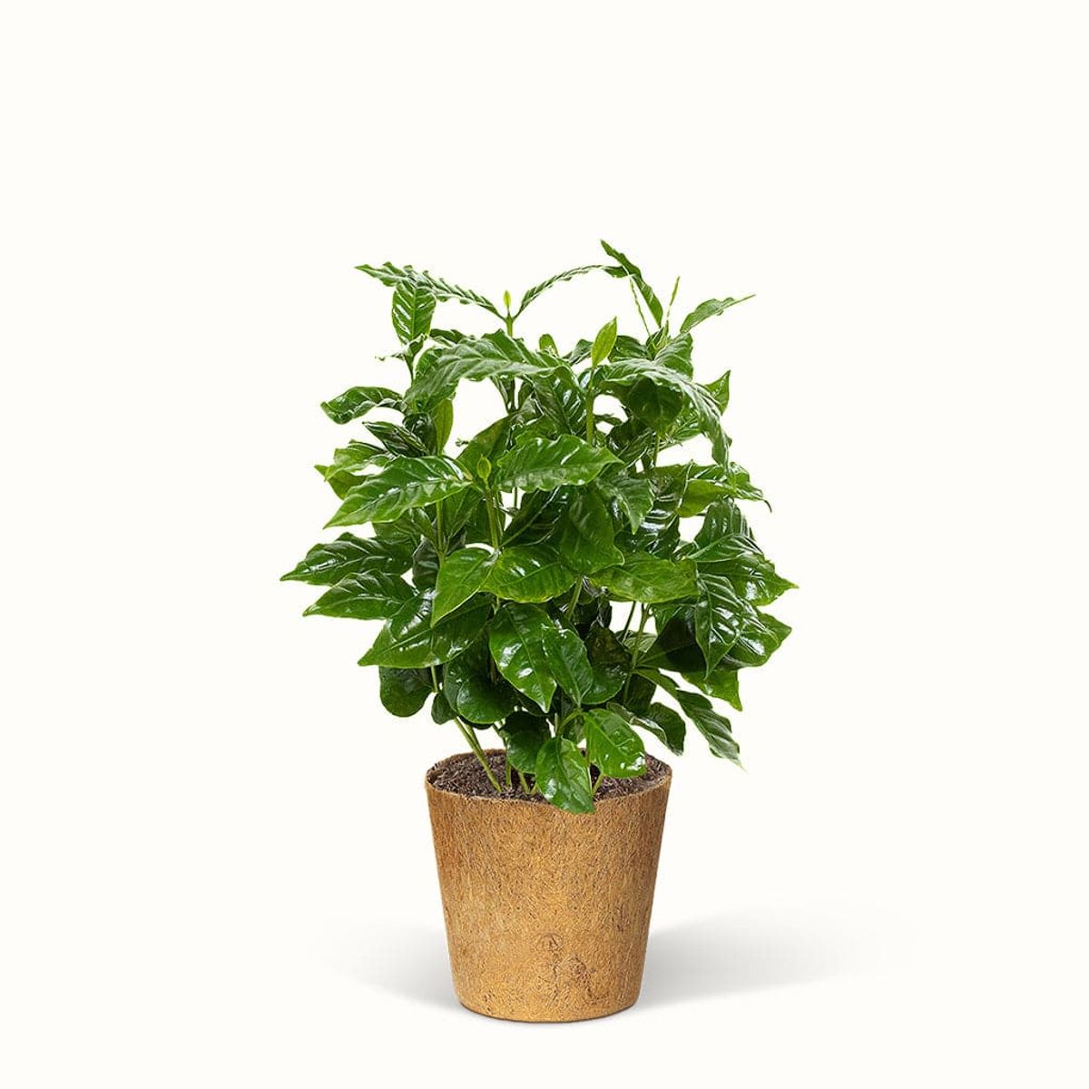 Coffea Arabica - Kaffetræ / Kaffeplanten - Stor (H:30 cm - Ø:11 cm)