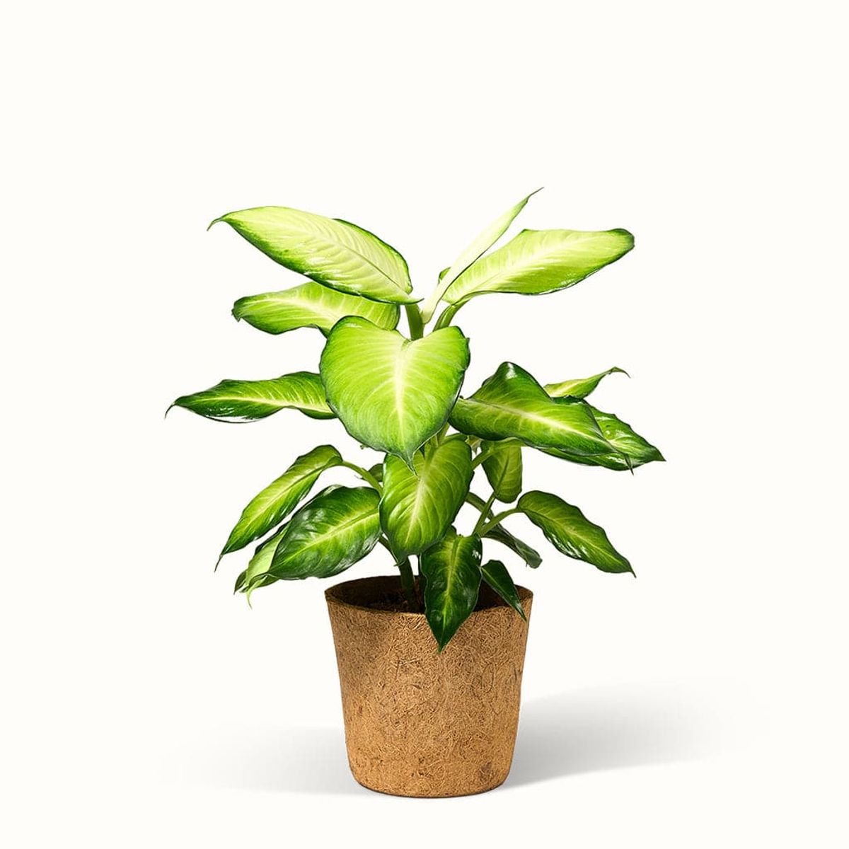 Dieffenbachia Summer Style - XL (H:40 cm - Ø:17 cm)