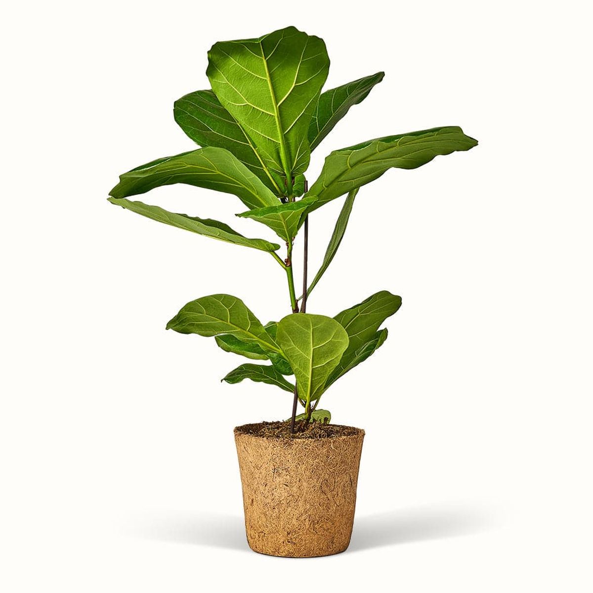 Ficus Lyrata - Violinfigen - XL (H:50 cm - Ø:17 cm)