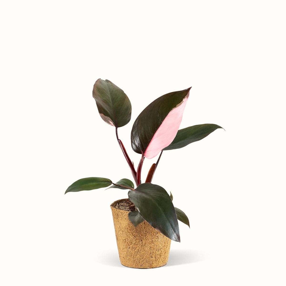 Philodendron Pink Princess - Silkeplante - Stor (H:25 cm - Ø:11 cm)