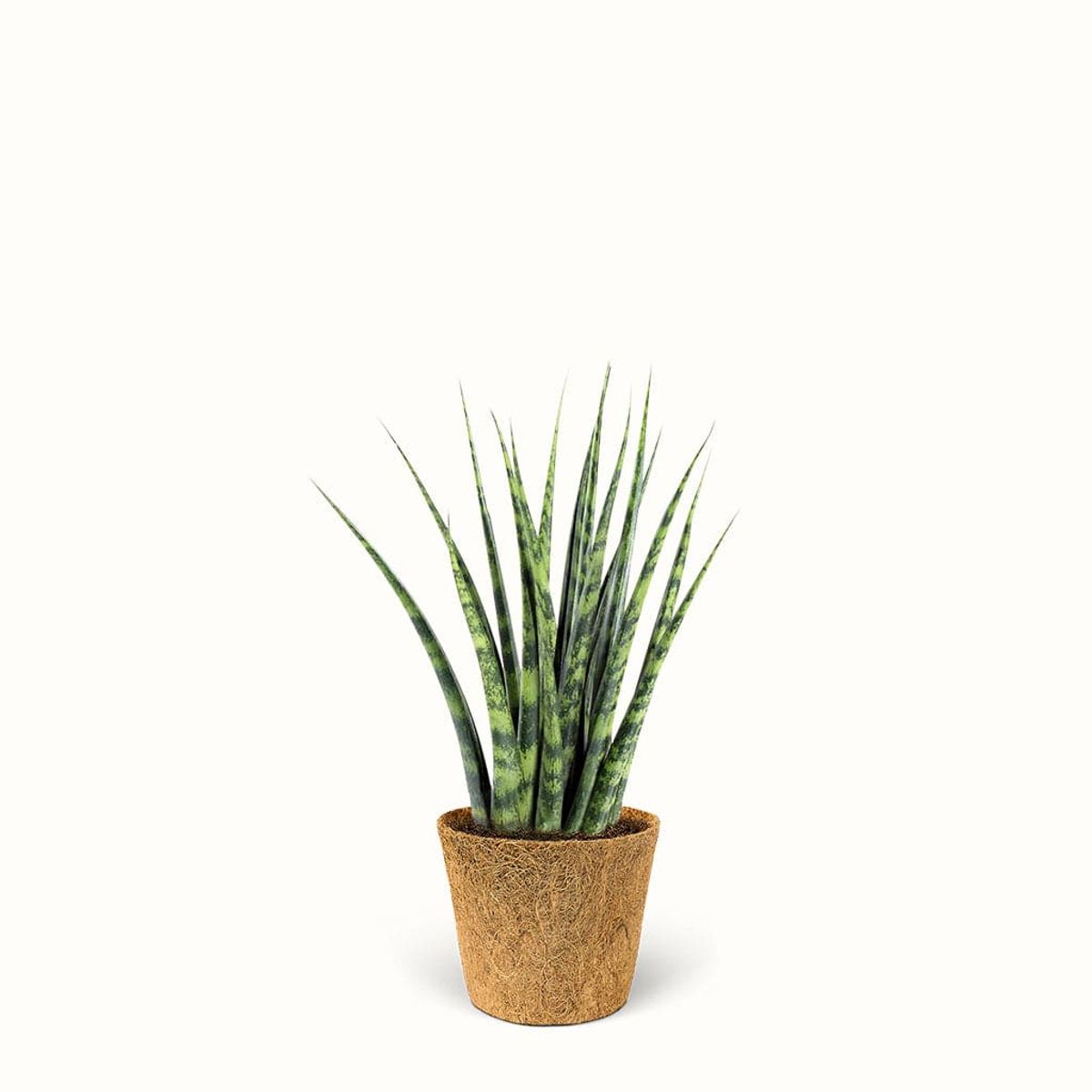 Sansevieria Fernwood - African Spear - Mellem (H:25 cm - Ø:9 cm)