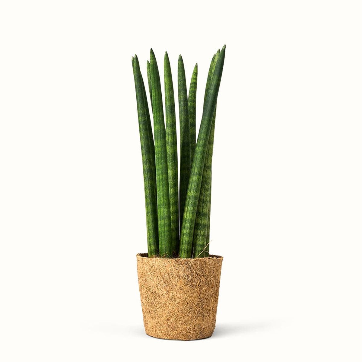 Sansevieria Cylindrica, Straight - African Spear - Stor (H:35 cm - Ø:11 cm)