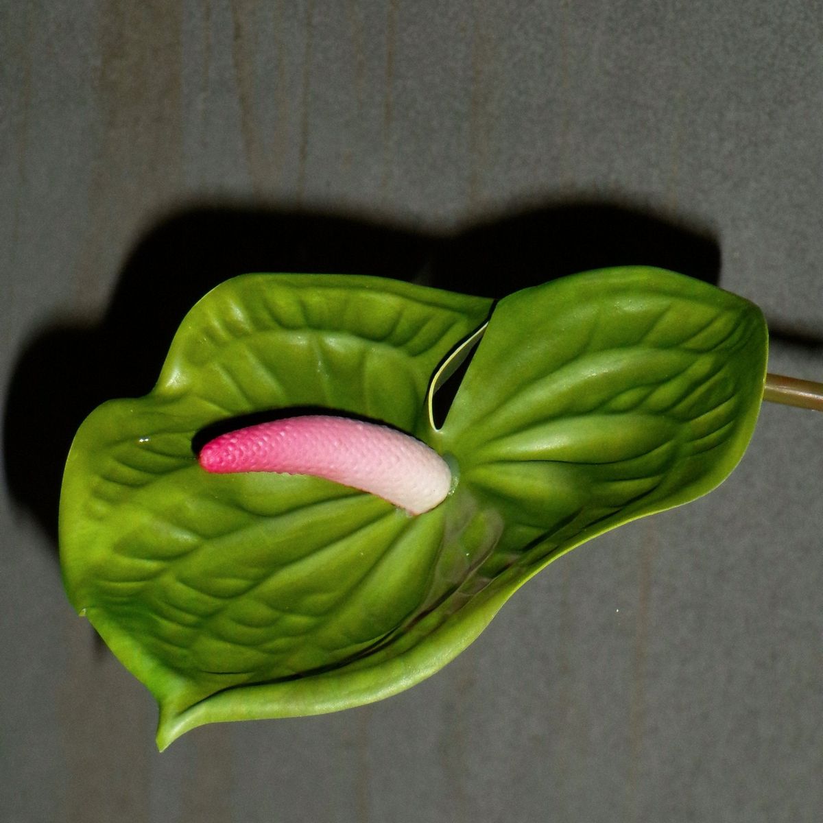 Anthurium - Mørkegrøn