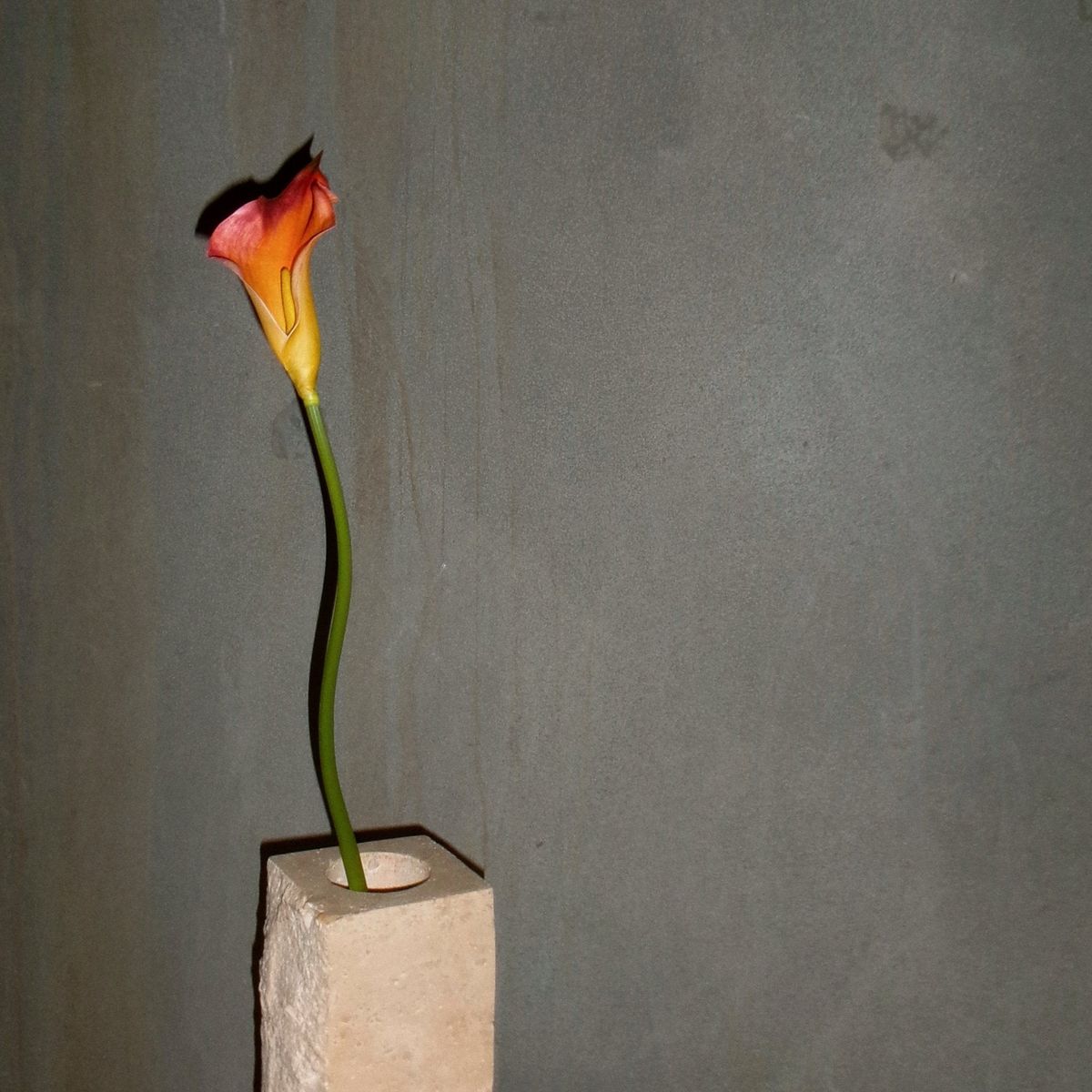 Calla Lilje Blomst - Terracotta