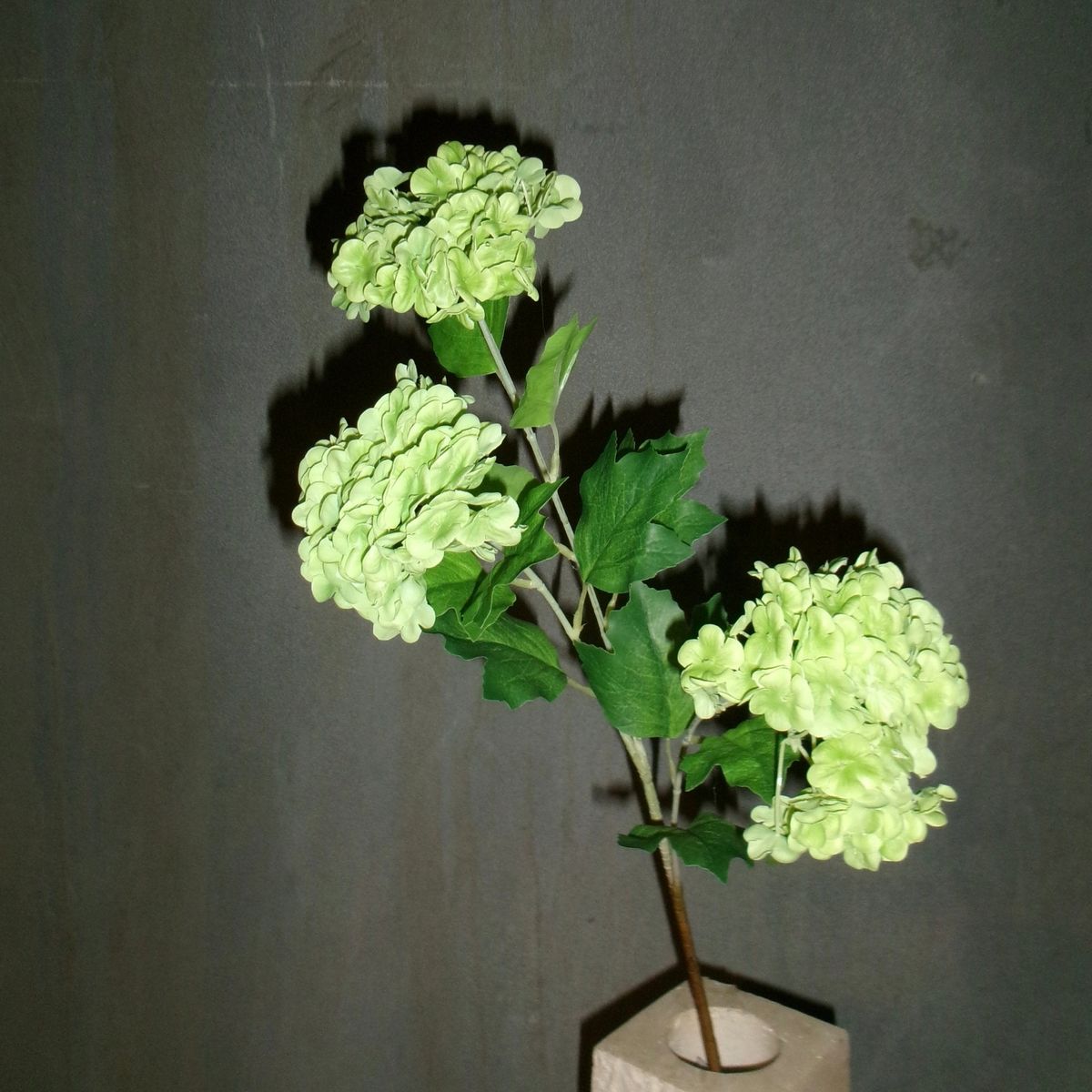 3 Hovedet Hortensia "Snowball" - Grøn