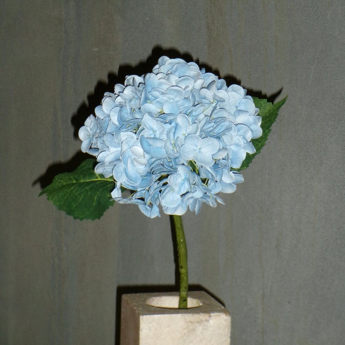 Hortensia Blomst