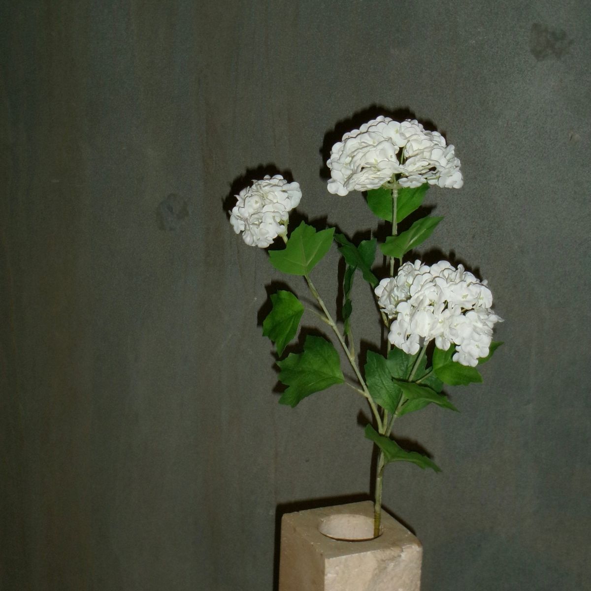 3 Hovedet Hortensia "Snowball" - Hvid