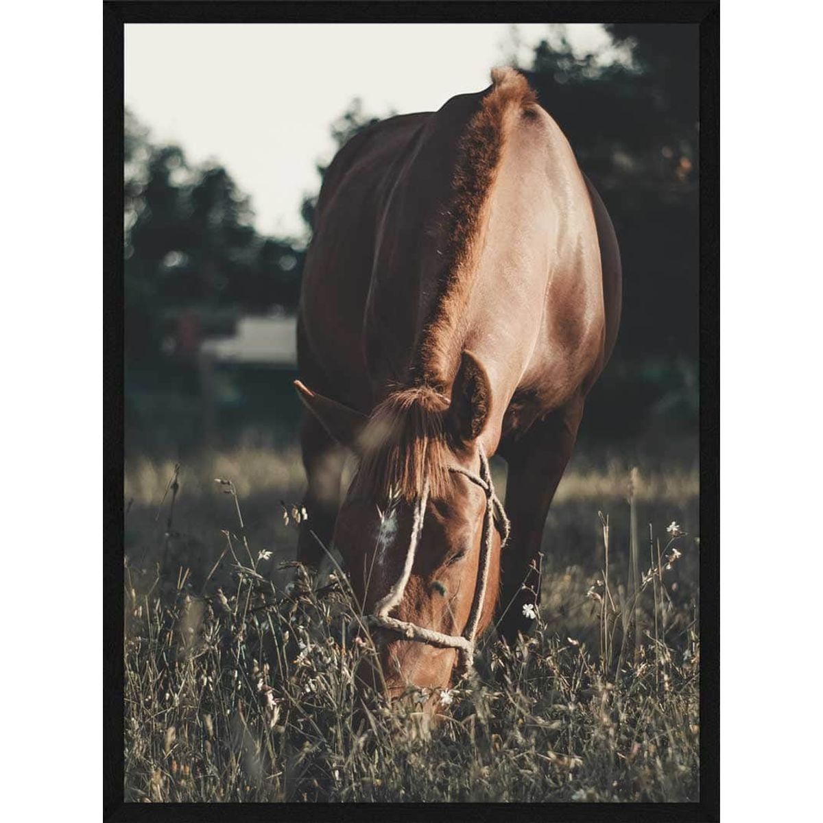 Heste plakat - Hest på græs