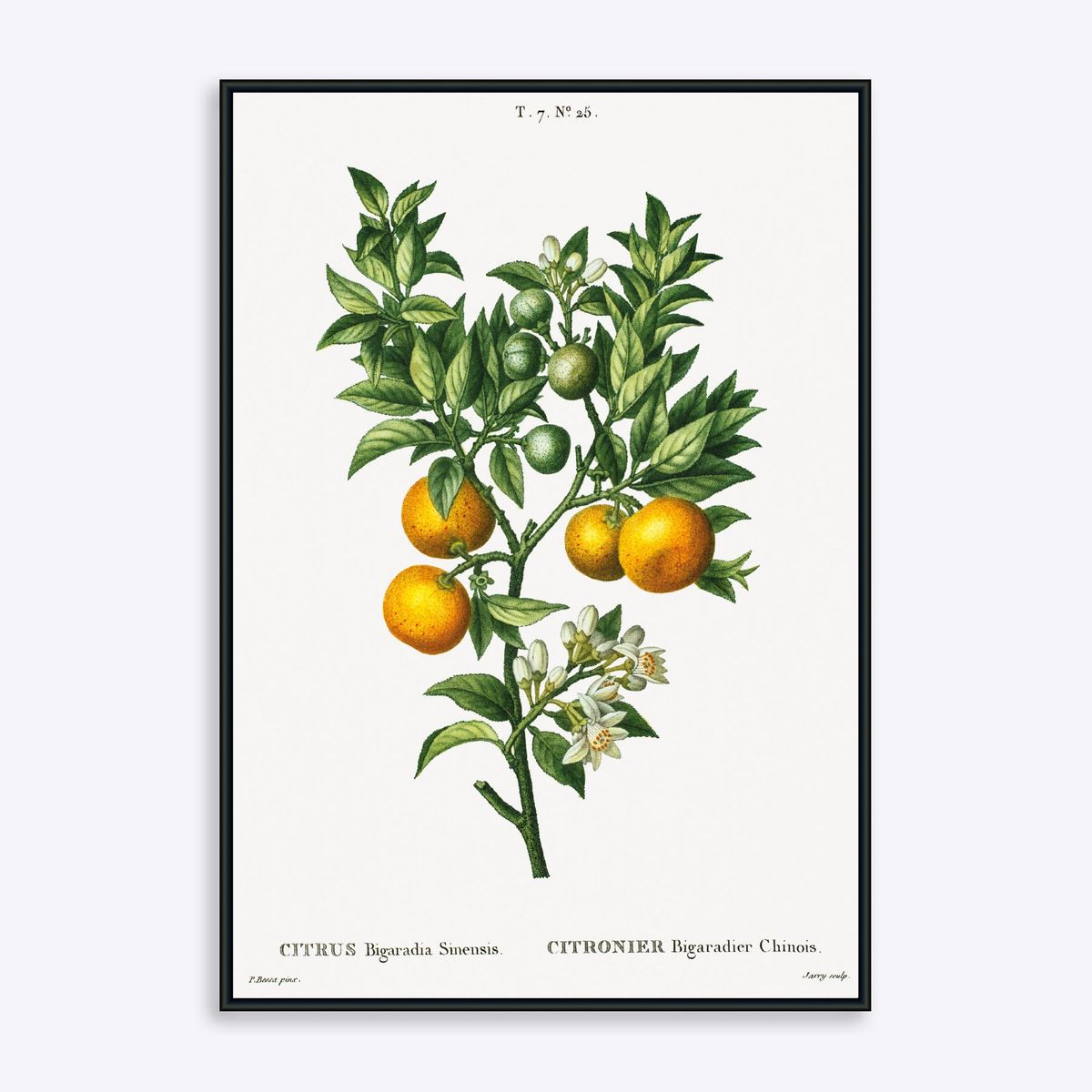 Citrus Bigaradia Sinensis - 21x30 cm