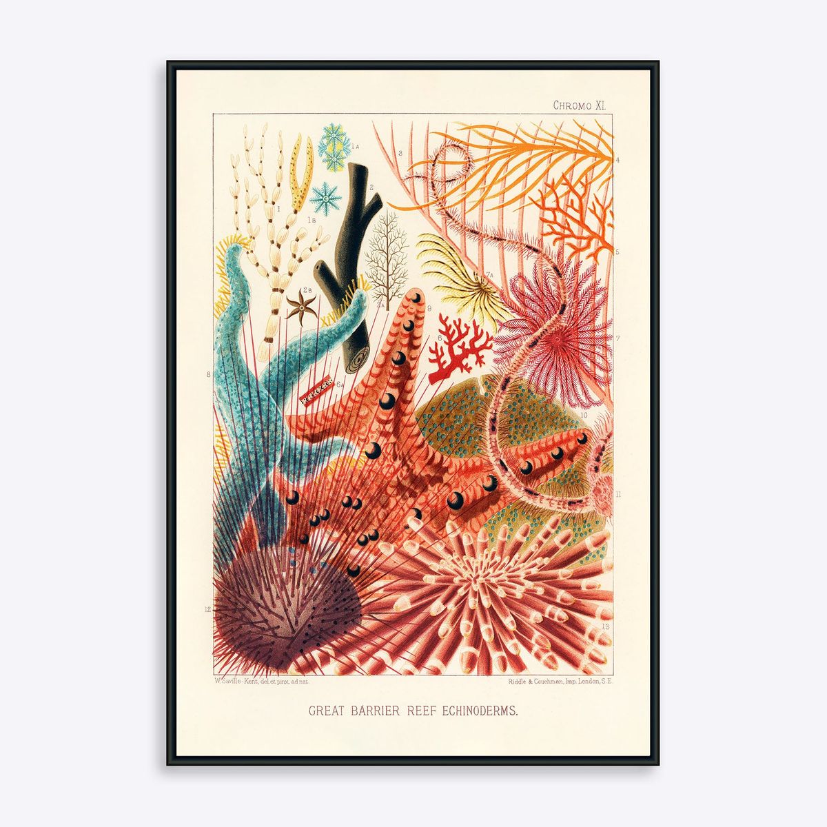 Great Barrier Reef Echinoderms - 50x70 cm