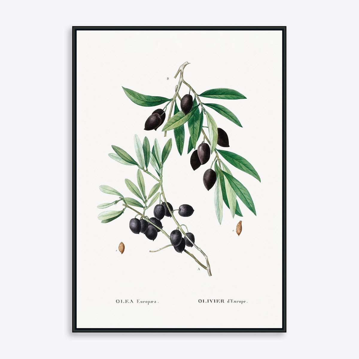 Olive Branch - 30x40 cm