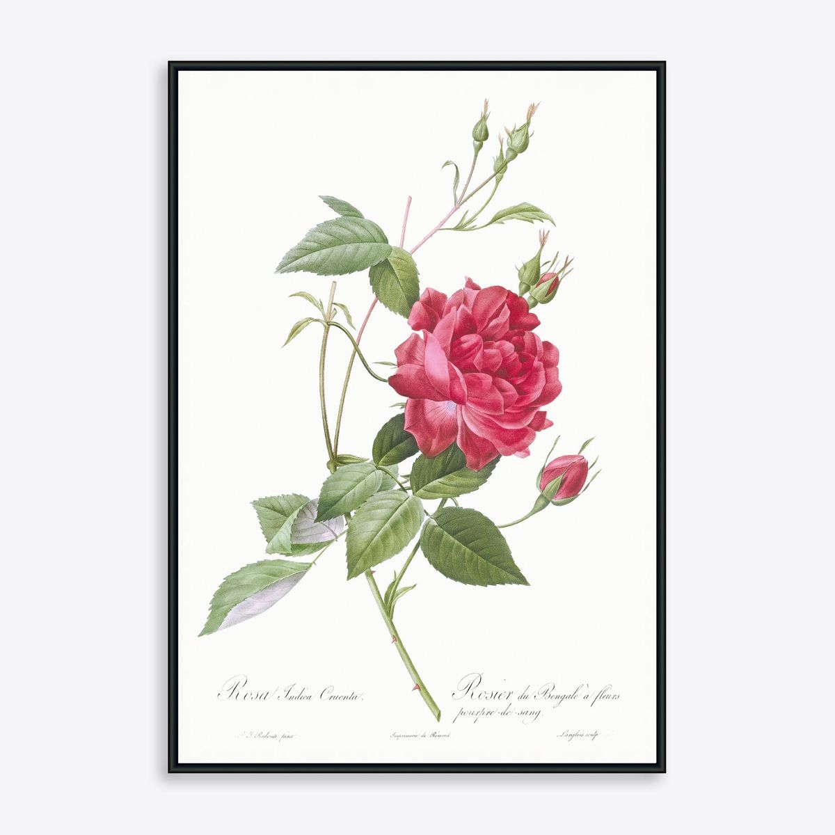 Rosa Indica Cruenta - 21x30 cm