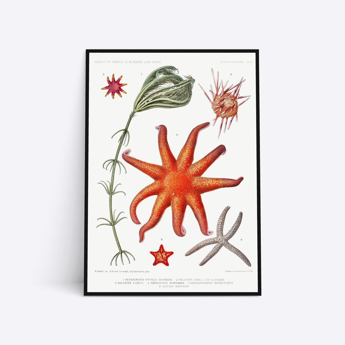 Starfish and more - 50x70 cm