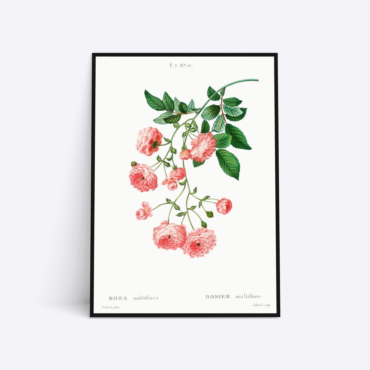 Rosa Multiflora - 50x70 cm