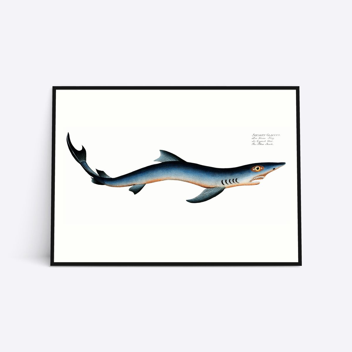 Blue Shark - 30x40 cm