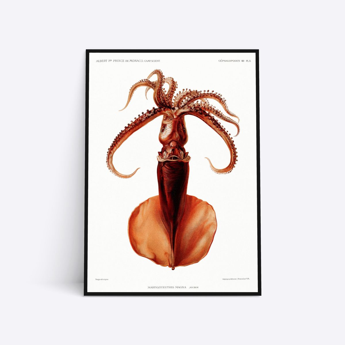 Mastigoteuthis Magna - 50x70 cm