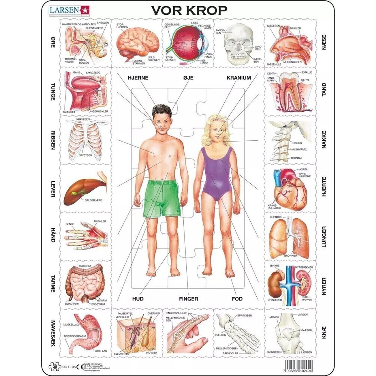 Larsen Puslespil - Vores Krop - 35 Brikker