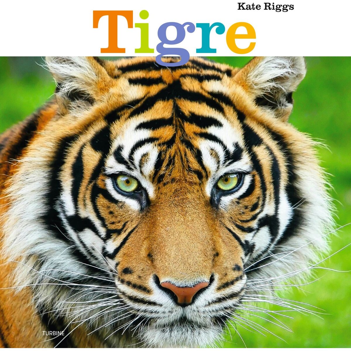 Tigre - Kate Riggs - Bog