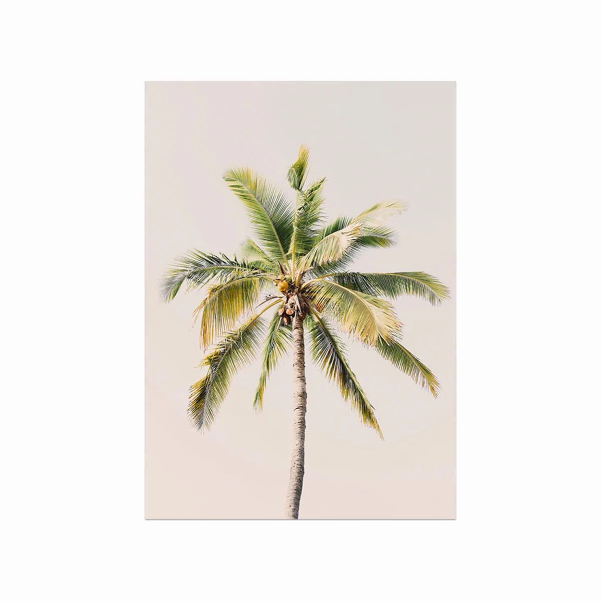 Palm I