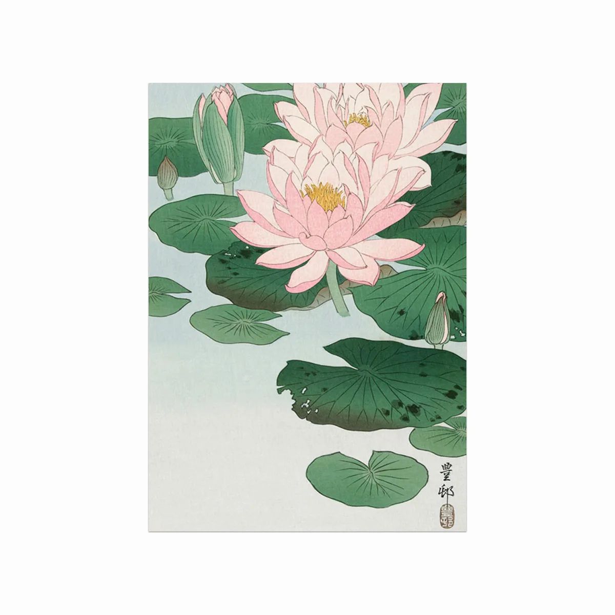 Water Lily