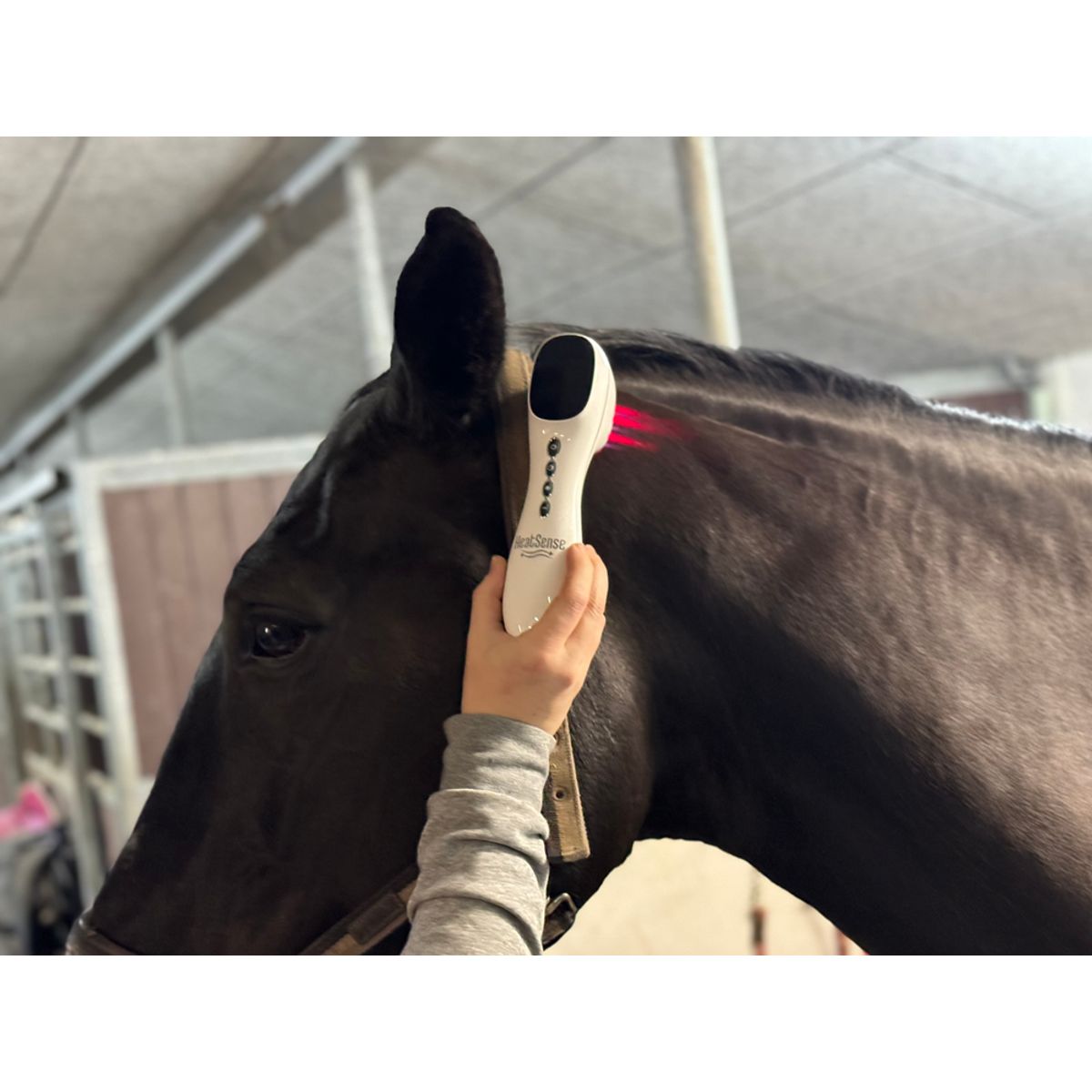 Hest – Home Laser PRO Horse – Heat Sense - Red light therapy