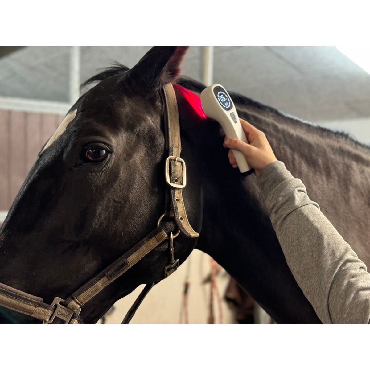 Hest – Home Laser S Horse – Heat Sense - Red light therapy