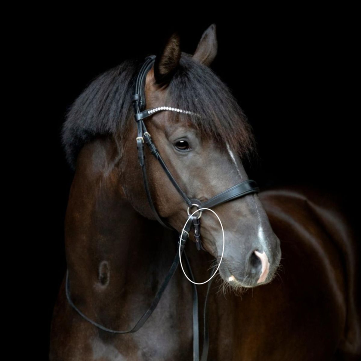 Gentle Bridle Hagerem til næserem | Sort