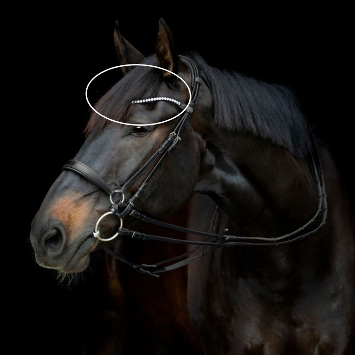 Gentle Bridle Pandebånd | Sort