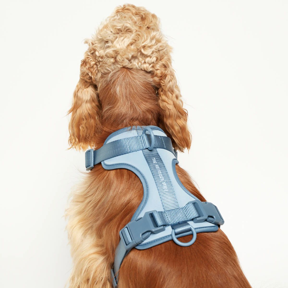 Rose W. Harness // Robust og justerbar hundesele (blå) - XS