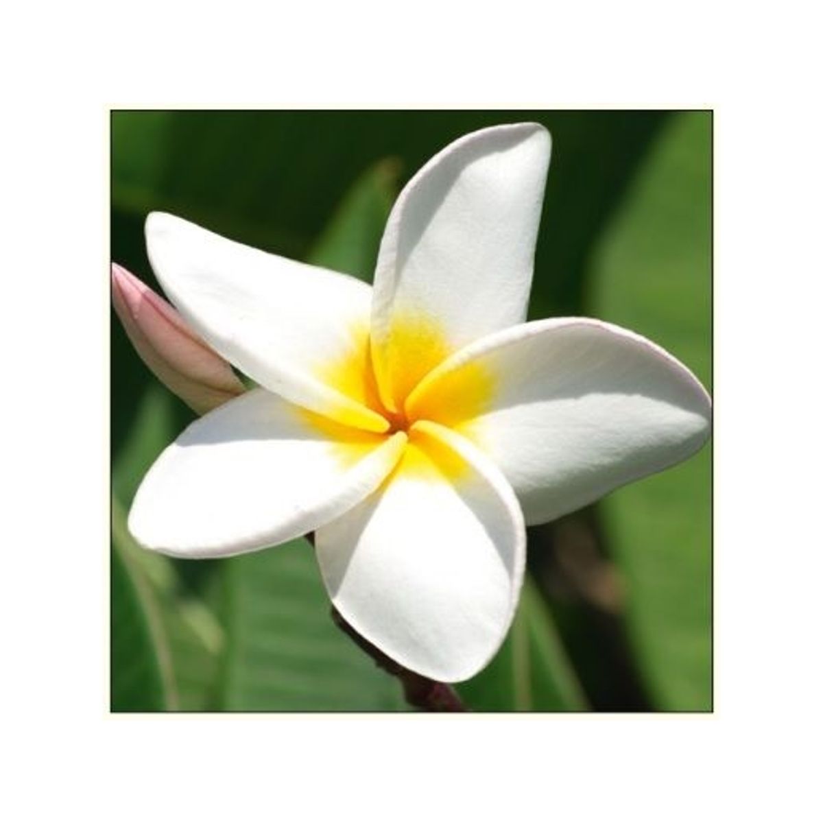 Da Vinci Karnet Kwiat Plumeria Davinci 16X16 Cm + Koperta (B2w 202 001)