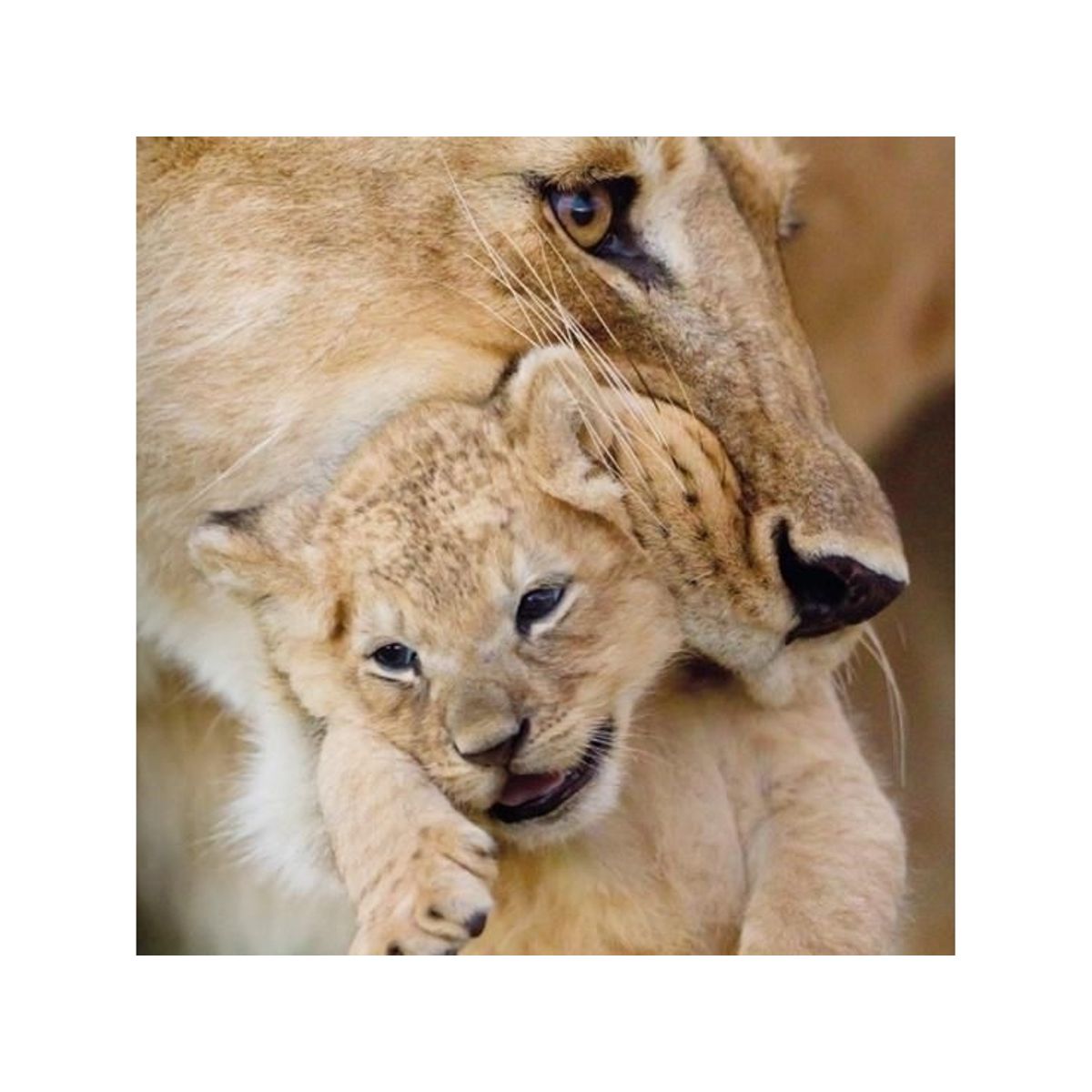 Museums & Galleries Karnet Kwadrat Z Kopert Lioness And Cub