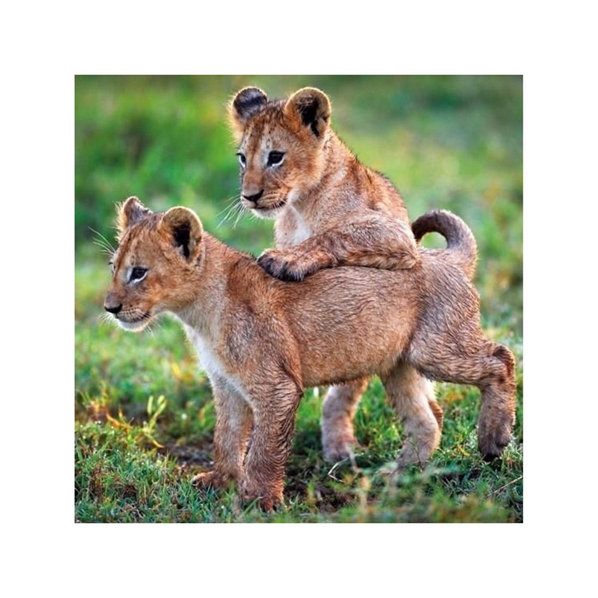 Museums & Galleries Karnet Kwadrat Z Kopert Lion Cubs