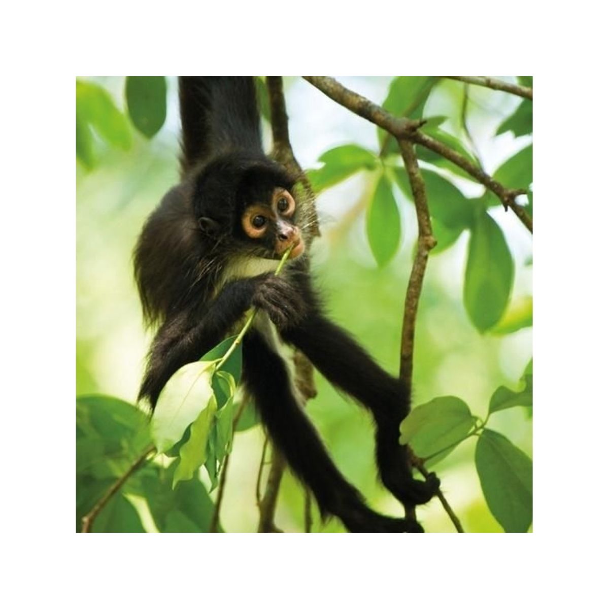 Museums & Galleries Karnet Kwadrat Z Kopert Spider Monkey