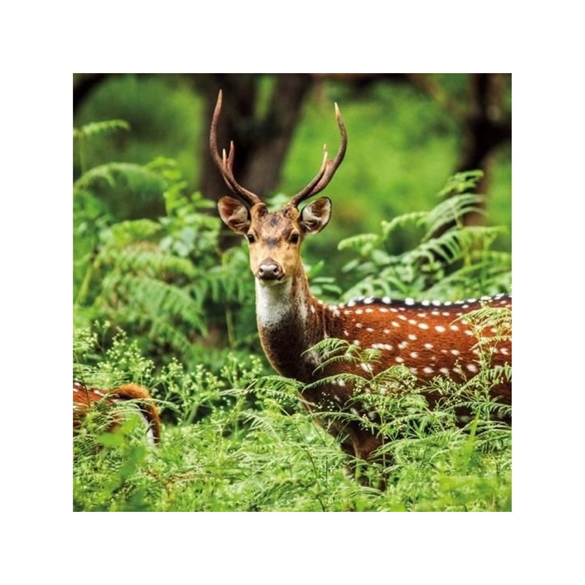 Museums & Galleries Karnet Kwadrat Z Kopert A Chital Deer