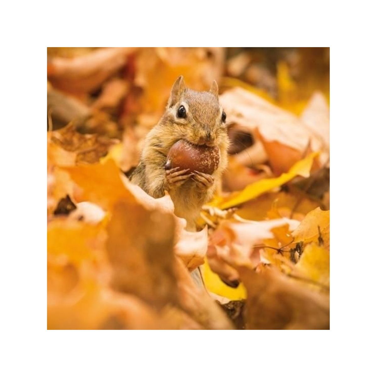 Museums & Galleries Karnet Kwadrat Z Kopert Chipmunk With An Acorn